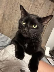 Lost Male Cat last seen Near and card, Macomb, MI 48044
