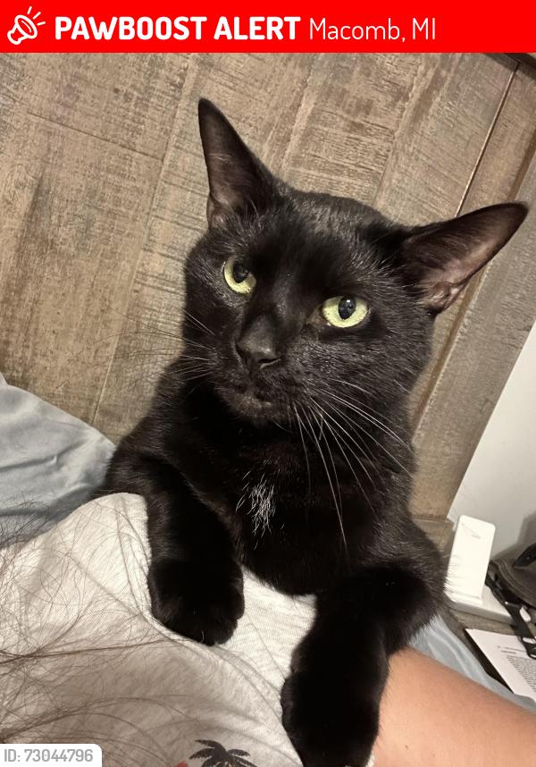 Lost Male Cat last seen Near and card, Macomb, MI 48044
