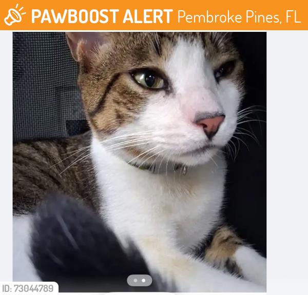 Found/Stray Male Cat last seen Near nw 10th street, Pembroke Pines, FL 33024
