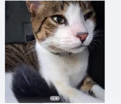 Found/Stray Male Cat last seen Near nw 10th street, Pembroke Pines, FL 33024