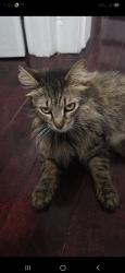 Lost Female Cat last seen Queens ny , Queens, NY 11370