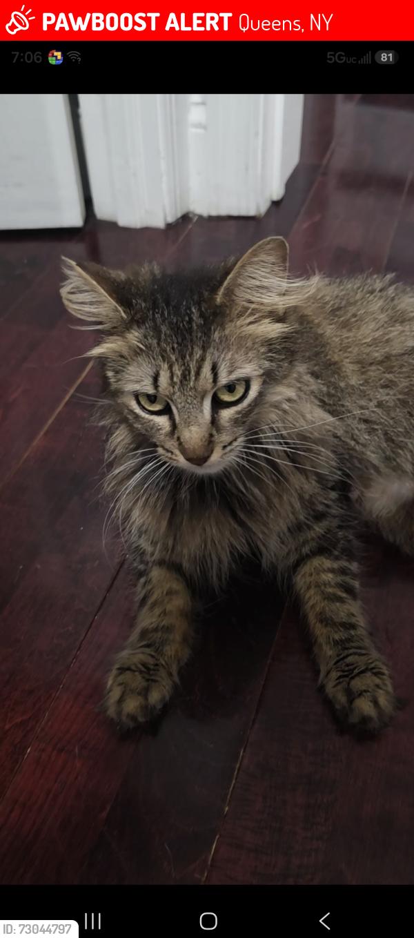 Lost Female Cat last seen Queens ny , Queens, NY 11370