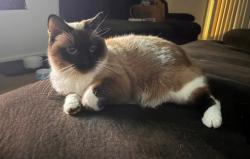 Reunited Female Cat last seen Springdale rd, Rock Hill, SC 29730