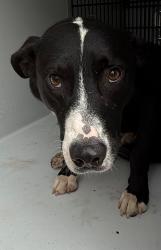 Shelter Stray Male Dog last seen Midwest City, 8485 E Reno Ave, Midwest City, OK 73110, USA