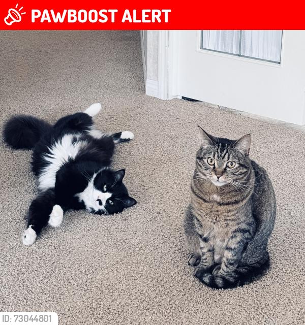 Lost Female Cat last seen 252/53, Langley Township, BC V4W 1T1