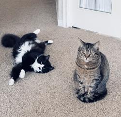 Lost Female Cat last seen 252/53, Langley Township, BC V4W 1T1