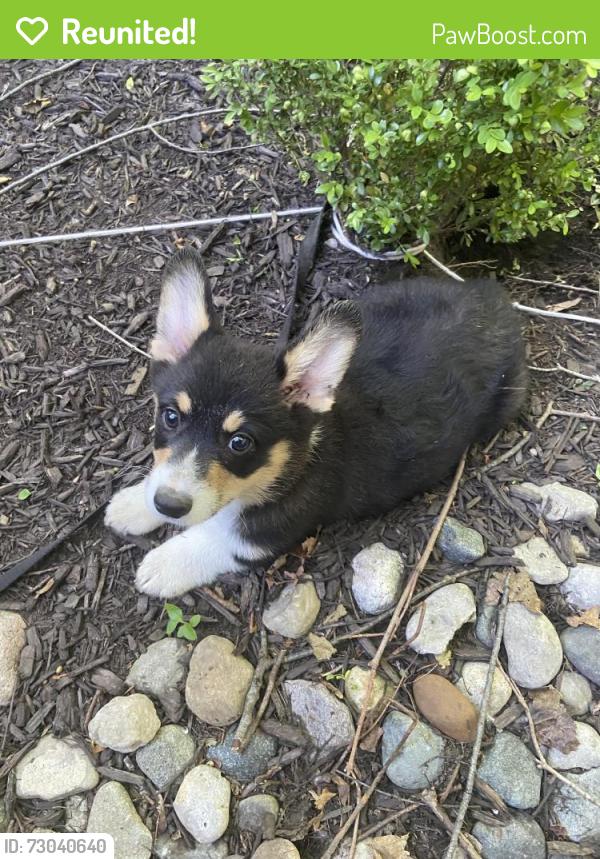 Reunited Male Dog last seen Fixchasr run, Fort Wayne, IN 46825