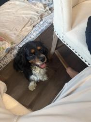 Found/Stray Male Dog last seen Airbase , Fairfield, CA 94533
