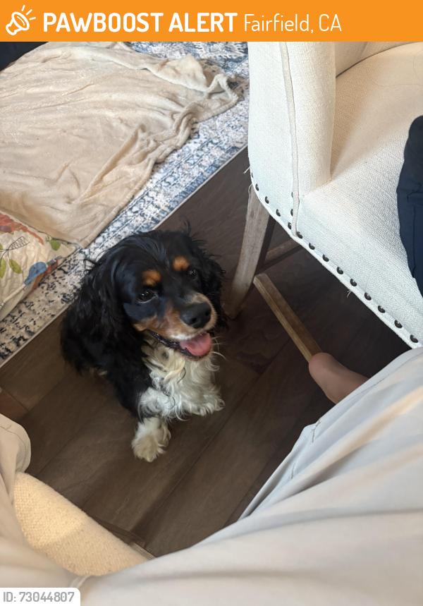 Found/Stray Male Dog last seen Airbase , Fairfield, CA 94533