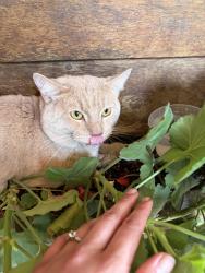 Found/Stray Unknown Cat last seen 41st and Pardee, Portland, OR 97202