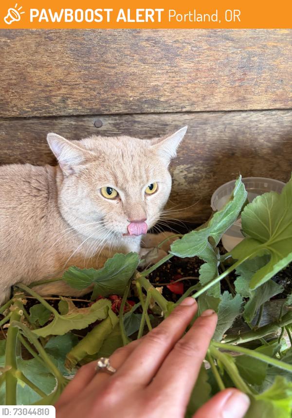Found/Stray Unknown Cat last seen 41st and Pardee, Portland, OR 97202