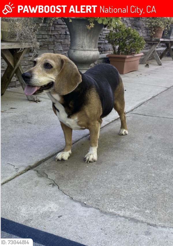 Lost Female Dog last seen 16th, National City, CA 91950
