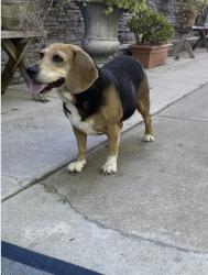 Lost Female Dog last seen 16th, National City, CA 91950