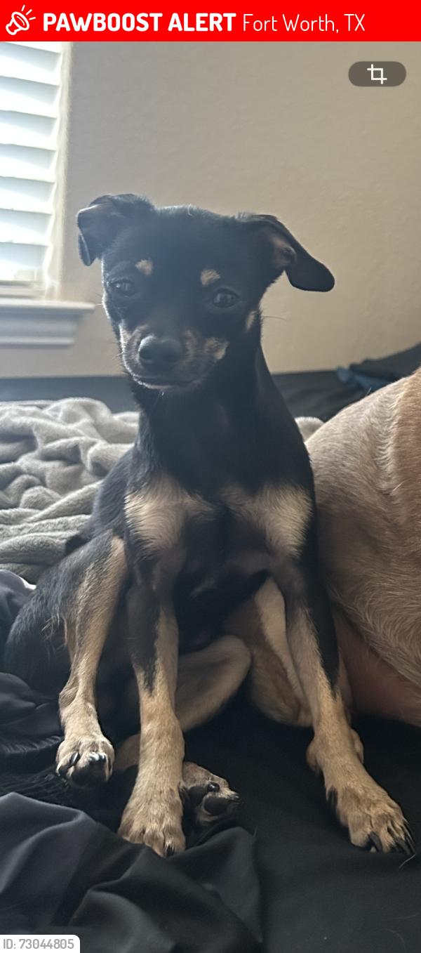 Lost Male Dog last seen Near Griffin St , Fort Worth, TX 76133