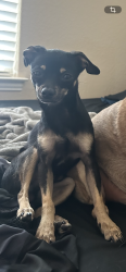 Lost Male Dog last seen Near Griffin St , Fort Worth, TX 76133