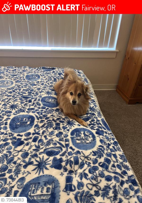 Lost Female Dog last seen Chinook way apts. Halsey street, Fairview, OR 97024