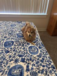 Lost Female Dog last seen Chinook way apts. Halsey street, Fairview, OR 97024