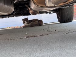 Found/Stray Unknown Cat last seen Bernist Ave & Carmelynn St, Torrance, CA 90503