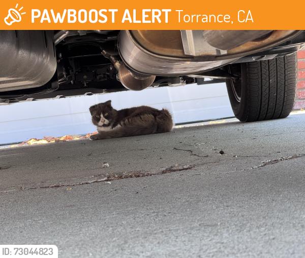 Found/Stray Unknown Cat last seen Bernist Ave & Carmelynn St, Torrance, CA 90503