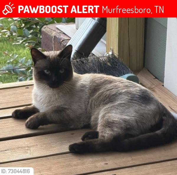 Lost Male Cat last seen Benley st, E Northfield Blvd, Murfreesboro, TN 37130