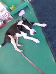 Found/Stray Male Dog last seen 22nd 2nd ave, Terre Haute, IN 47807