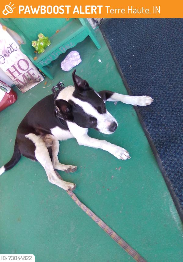 Found/Stray Male Dog last seen 22nd 2nd ave, Terre Haute, IN 47807