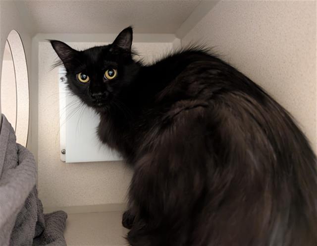 Shelter Stray Female Cat last seen Near BLOCK W BAYAUD AVE, DENVER CO 80223, 1241 W Bayaud Ave, Denver, CO 80223, USA