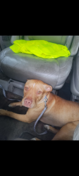 Found/Stray Female Dog last seen Vallejo dog shelter, Fairfield, CA 94533