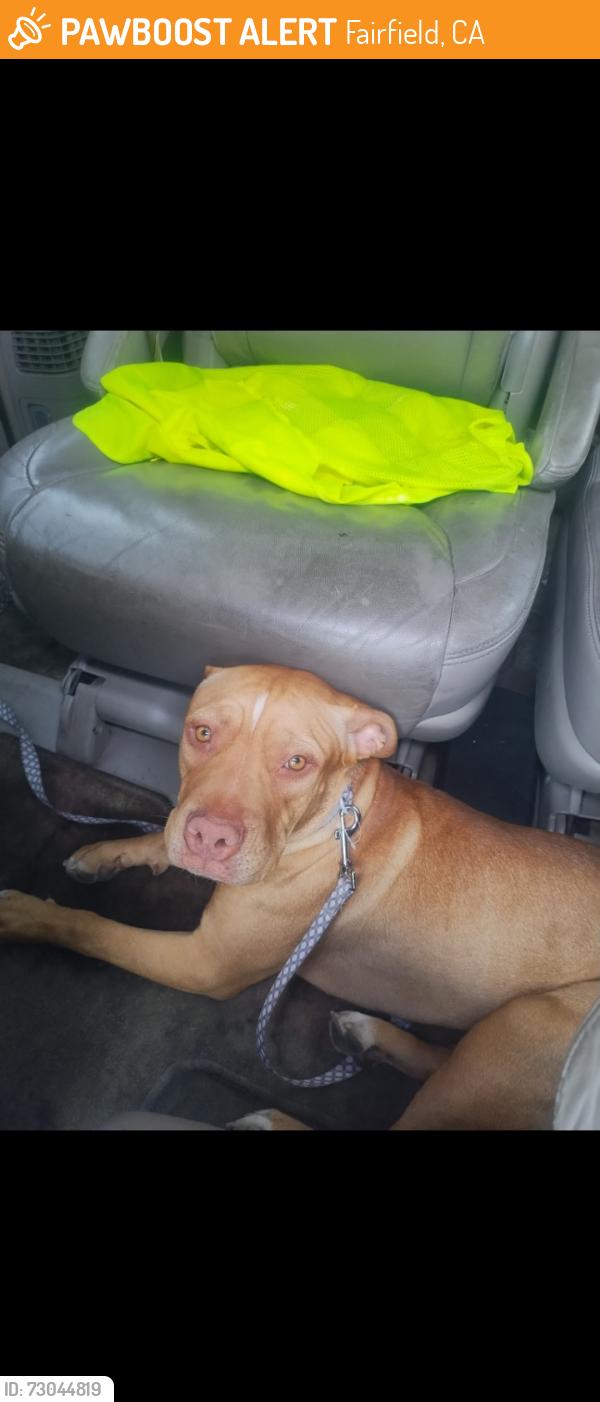Found/Stray Female Dog last seen Vallejo dog shelter, Fairfield, CA 94533