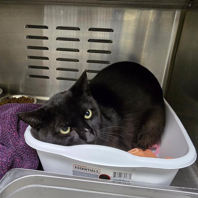 Shelter Stray Male Cat last seen Near BLOCK N ADAMS ST, DENVER CO 80216, 1241 W Bayaud Ave, Denver, CO 80223, USA