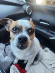 Lost Male Dog last seen Walmart Hillside Drive, Broken Arrow, OK 74014
