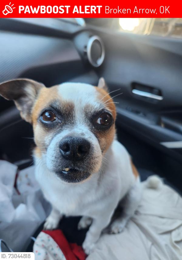 Lost Male Dog last seen Walmart Hillside Drive, Broken Arrow, OK 74014