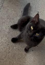 Lost Male Cat last seen River Oak Veterinary hosp, Riverbank, CA 95367