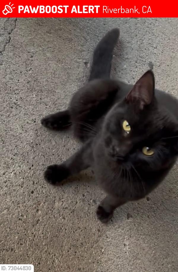 Lost Male Cat last seen River Oak Veterinary hosp, Riverbank, CA 95367