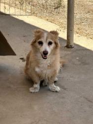 Found/Stray Unknown Dog last seen Merton Drive, Lemon Cove, CA 93244