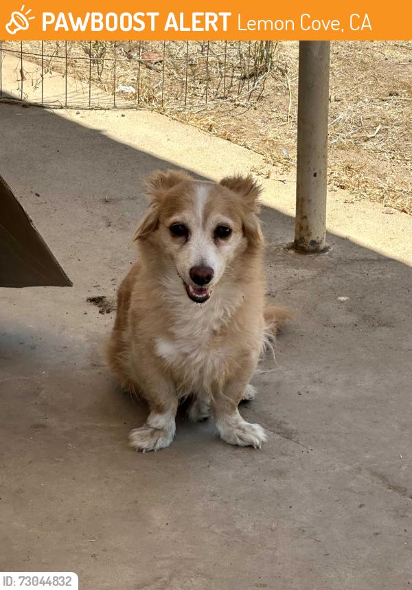 Found/Stray Unknown Dog last seen Merton Drive, Lemon Cove, CA 93244
