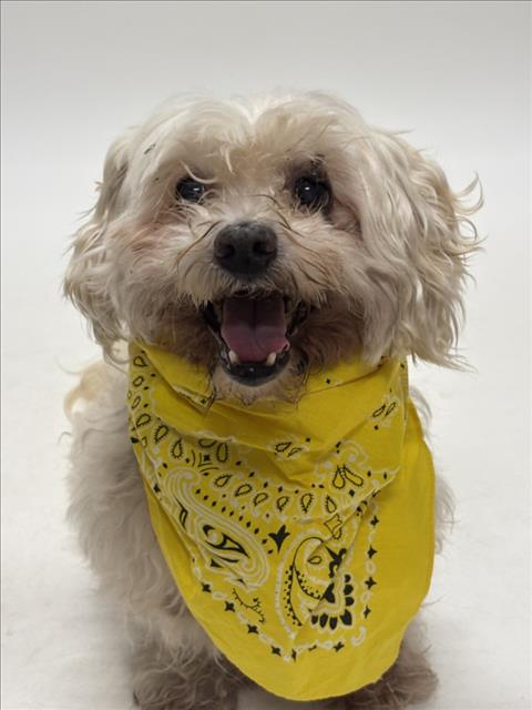Shelter Stray Male Dog last seen DEVON, 16 Barnes Ct, Hayward, CA 94544, USA