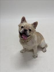 Shelter Stray Female Dog last seen MANON/GADING, 16 Barnes Ct, Hayward, CA 94544, USA