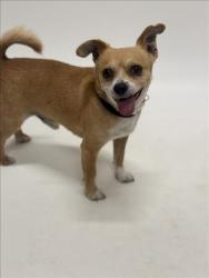 Shelter Stray Male Dog last seen LAFAYETTE/SENECA, 16 Barnes Ct, Hayward, CA 94544, USA