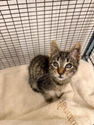 Shelter Stray Male Cat last seen ANDRES/TENNYSON, 16 Barnes Ct, Hayward, CA 94544, USA