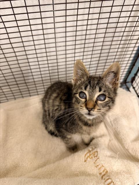 Shelter Stray Male Cat last seen ANDRES/TENNYSON, 16 Barnes Ct, Hayward, CA 94544, USA