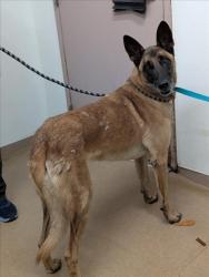 Shelter Stray Unknown Dog last seen TENNYSON/TYRRELL, 16 Barnes Ct, Hayward, CA 94544, USA