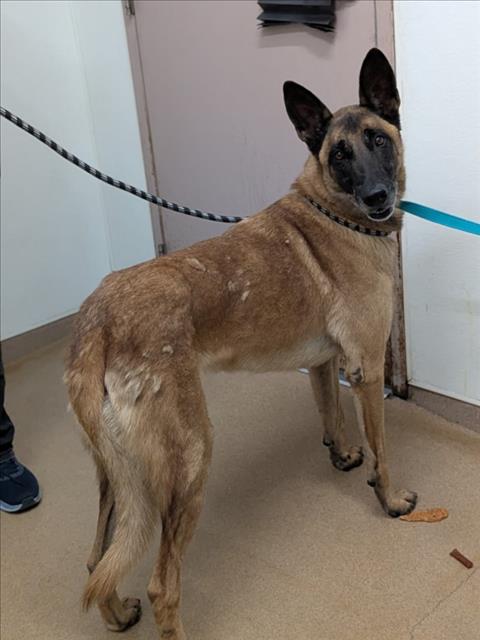 Shelter Stray Unknown Dog last seen TENNYSON/TYRRELL, 16 Barnes Ct, Hayward, CA 94544, USA