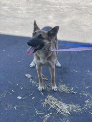 Shelter Stray Female Dog last seen TENNYSON/TYRRELL, 16 Barnes Ct, Hayward, CA 94544, USA