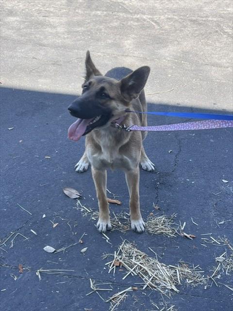 Shelter Stray Female Dog last seen TENNYSON/TYRRELL, 16 Barnes Ct, Hayward, CA 94544, USA