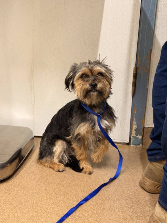 Shelter Stray Male Dog last seen W TENNYSON (NEAR EL CHARRO SUPERMARKET), 16 Barnes Ct, Hayward, CA 94544, USA