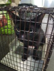 Shelter Stray Female Cat last seen , 1850 W 60th St, Los Angeles, CA 90047, USA