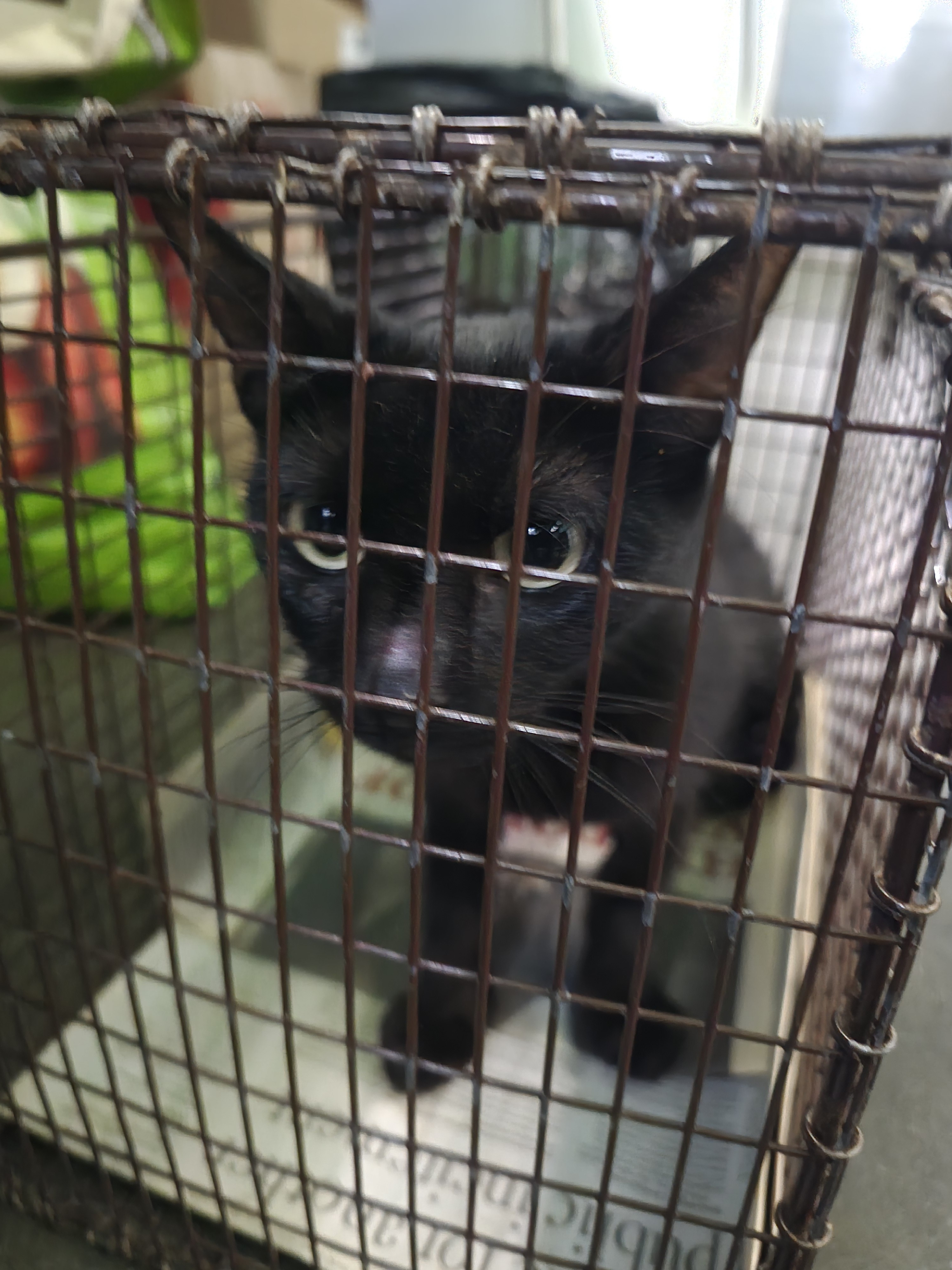 Shelter Stray Female Cat last seen , 1850 W 60th St, Los Angeles, CA 90047, USA