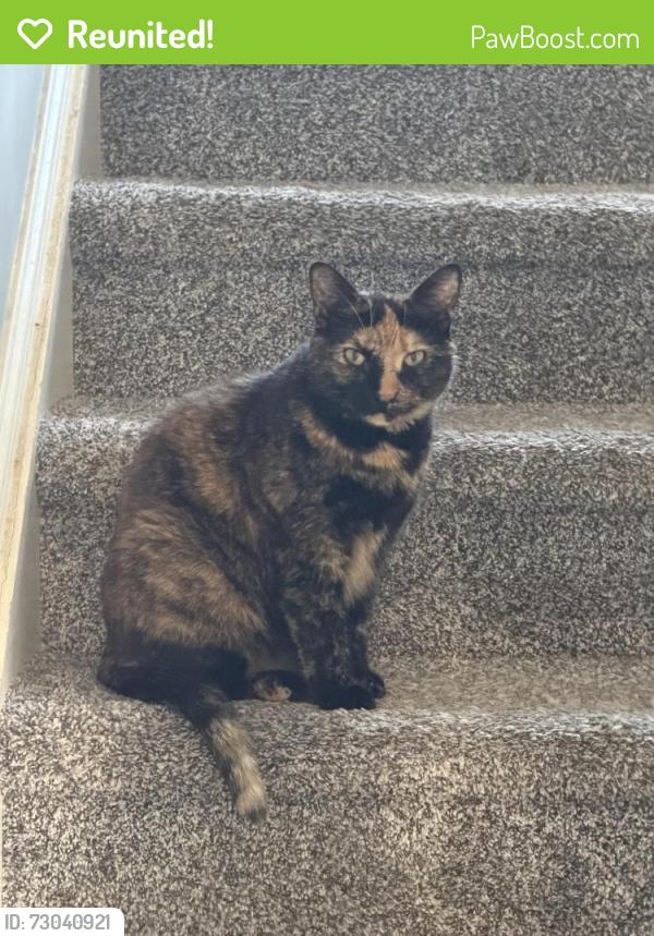 Reunited Female Cat last seen Sage Hill Development, Red Lion, PA 17356