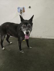 Shelter Stray Male Dog last seen , 1850 W 60th St, Los Angeles, CA 90047, USA